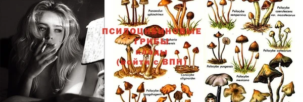 PSILOCYBIN Магадан