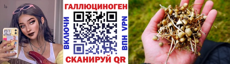 дарнет шоп Миллерово Псилоцибиновые грибы Psilocybine cubensis